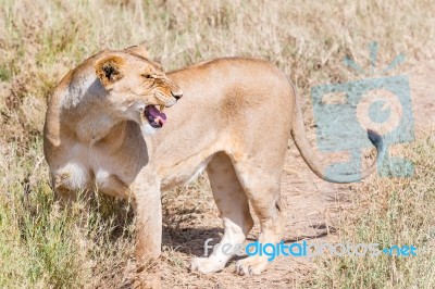 Lion  In Serengeti Stock Photo