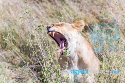 Lion  In Serengeti Stock Photo