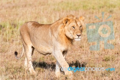 Lion  In Serengeti Stock Photo