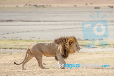 Lion  In Serengeti Stock Photo