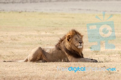 Lion  In Serengeti Stock Photo