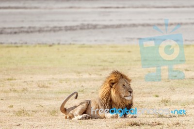 Lion  In Serengeti Stock Photo