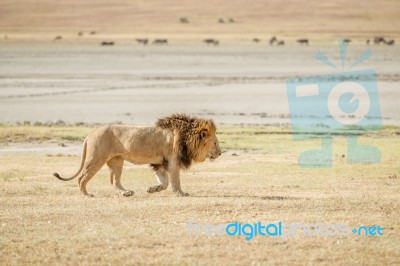 Lion  In Serengeti Stock Photo