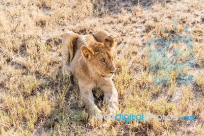 Lion  In Serengeti Stock Photo