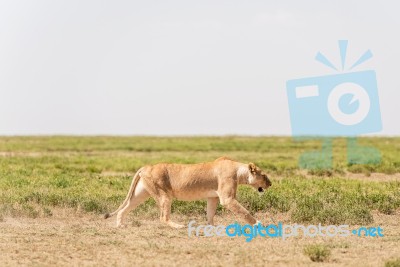 Lion In Serengeti National Park Stock Photo