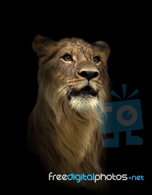 Lion In The Dark Night Stock Photo