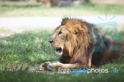 Lion Lying And Relaxing On Green Field Stock Photo