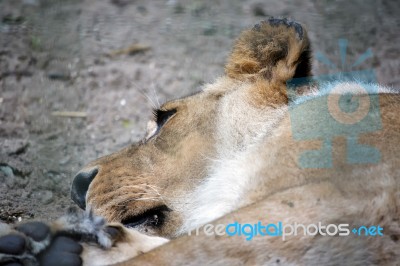 Lion (panthera Leo) Stock Photo