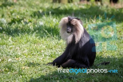 Lion-tailed Macaque (macaca Silenus) Stock Photo