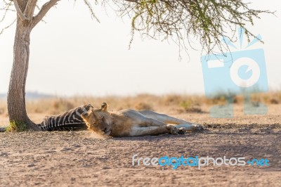 Lion Under The Tree In Africa Stock Photo