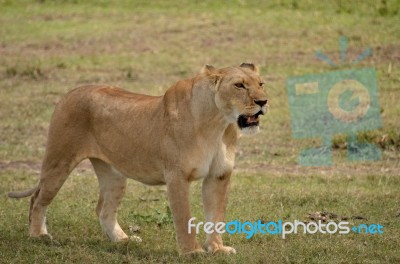 Lioness Stock Photo