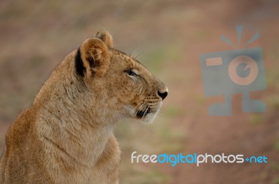 Lioness Stock Photo