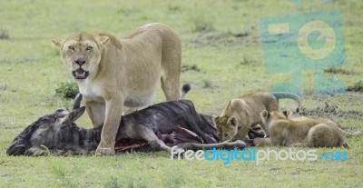 Lioness And Cubs Hunting In The Wild Stock Photo