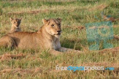 Lioness And Her Cub Stock Photo