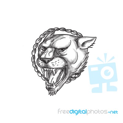 Lioness Growling Rope Circle Tattoo Stock Image