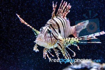 Lionfish Stock Photo