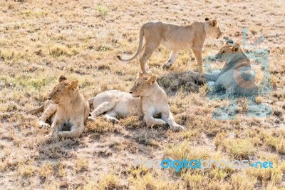 Lions  In Serengeti Stock Photo