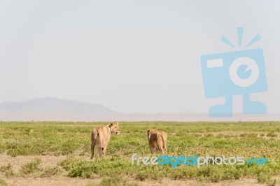 Lions In Serengeti National Park Stock Photo