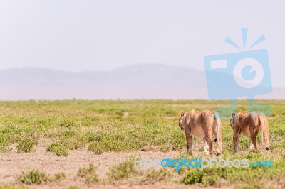 Lions In Serengeti National Park Stock Photo