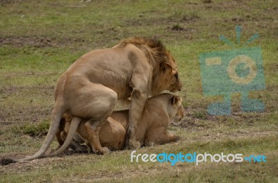 Lions Mating Stock Photo