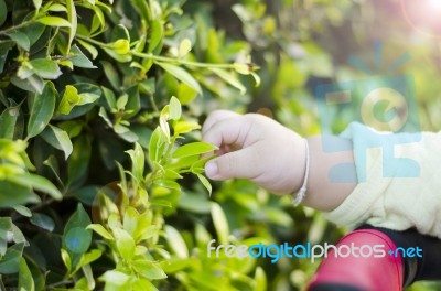 Little Baby Hand And Green Leaves Stock Photo