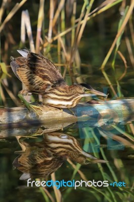 Little Bittern Stock Photo