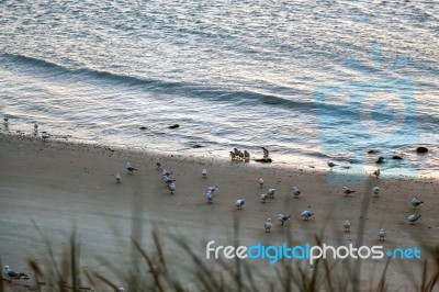 Little Blue Penguins (eudyptula Minor) Coming Ashore Stock Photo