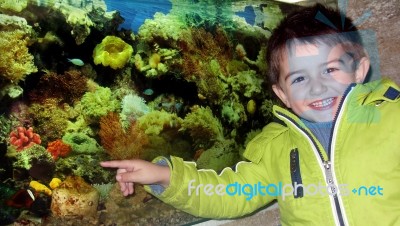 Little Boy In The Aquarium Stock Photo