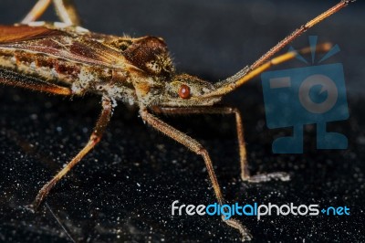 Little Brown Grasshopper Stock Photo