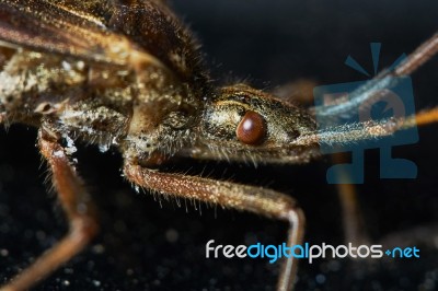 Little Brown Grasshopper Stock Photo