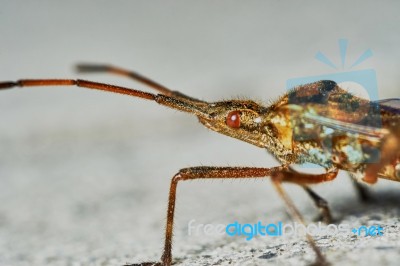 Little Brown Grasshopper Stock Photo