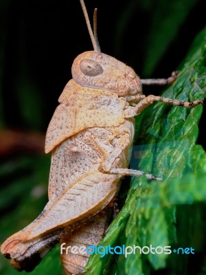 Little Brown Grasshopper Stock Photo