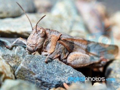 Little Brown Grasshopper Stock Photo