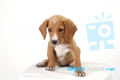 Little Brown Puppy Stock Photo