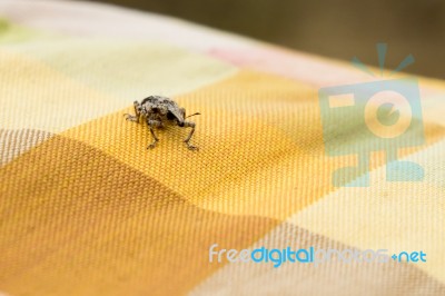 Little Brown Weevil Close Up Stock Photo