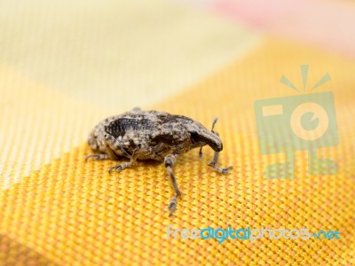 Little Brown Weevil Close Up Stock Photo