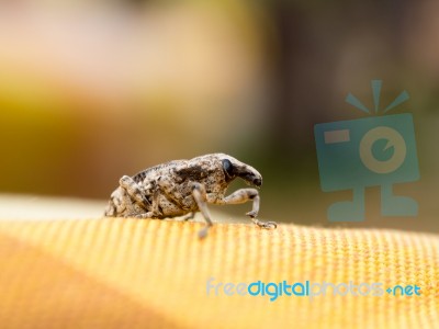 Little Brown Weevil Close Up Stock Photo