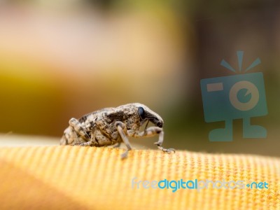 Little Brown Weevil Close Up Stock Photo