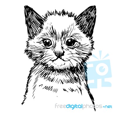 Little Cat Hand Drawn Stock Image