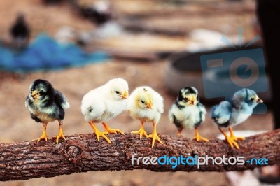 Little Chicken On Branches In Farms Stock Photo