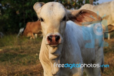 Little Cow Stock Photo