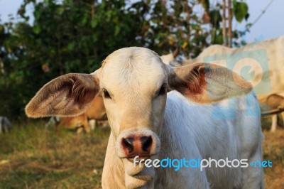 Little Cow Stock Photo