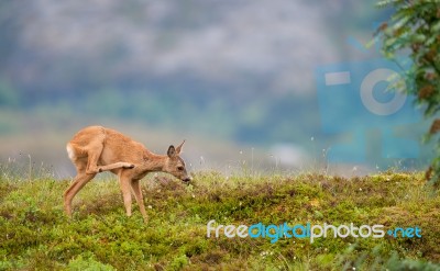 Little Deer Stock Photo