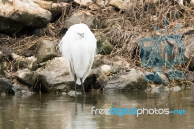 Little Egret Stock Photo