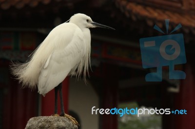 Little Egret Bird In Temple Background, Taiwan Stock Photo