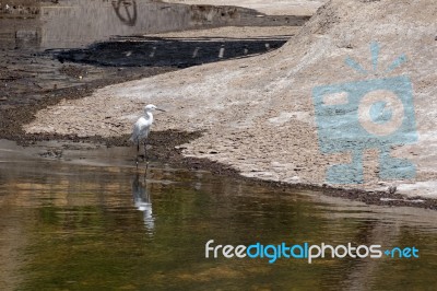 Little Egret (egretta Garzetta)  In Sardinia Stock Photo