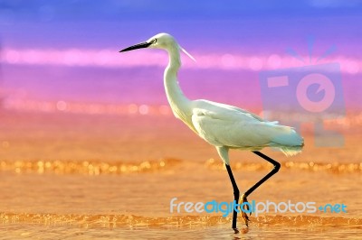 Little Egret On The Beach Stock Photo