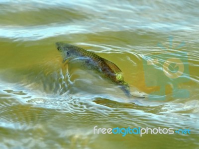 Little Fish Floating Stock Photo