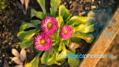 Little Flower In My The Plant Stock Photo