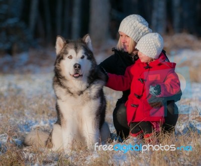 Little Girl And Big Dog Stock Photo